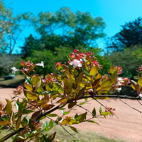 Abelia - Abelia x grandiflora