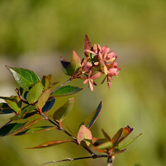 Abelia - Abelia x grandiflora - Imagen 2