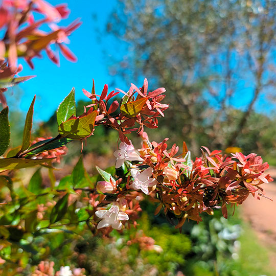 Abelia - Abelia x grandiflora - Imagen 3