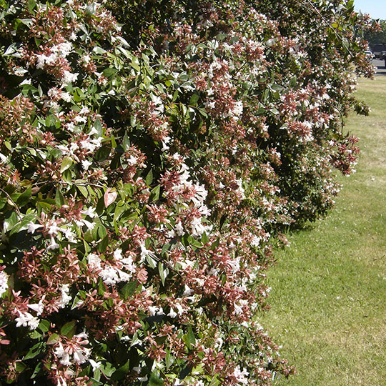 Abelia - Abelia x grandiflora - Imagen 4