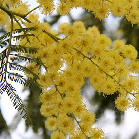 Acacia Aromo - Acacia decurrens