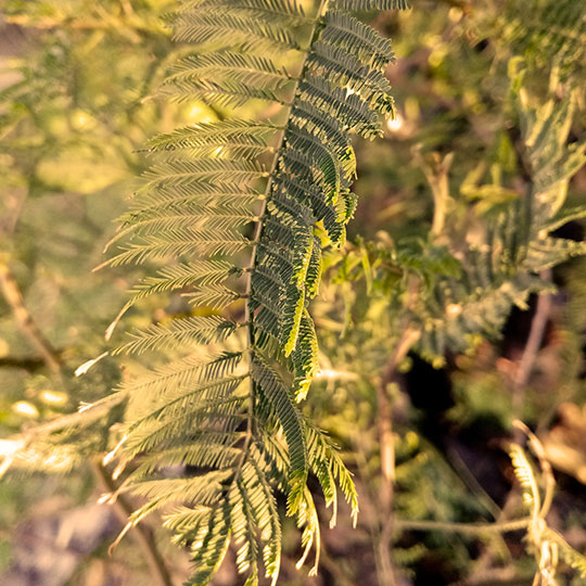 Acacia Aromo - Acacia decurrens - Imagen 2