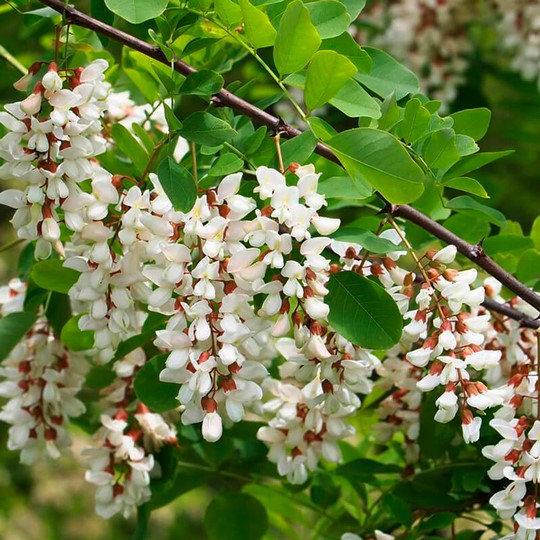 Acacia blanca - Robinia pseudoacacia
