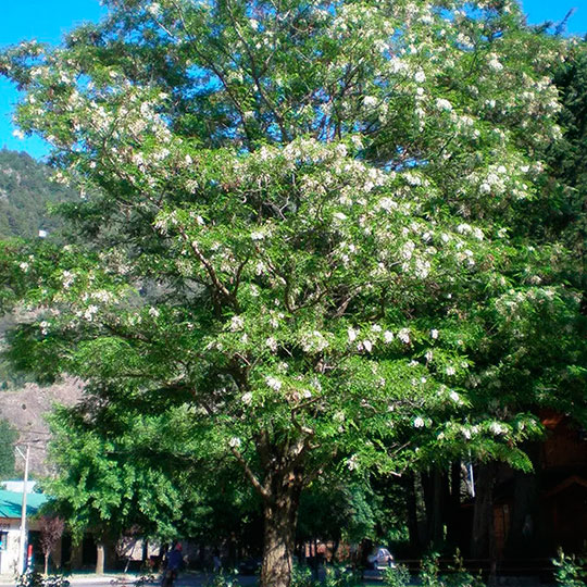 Acacia blanca - Robinia pseudoacacia - Imagen 2