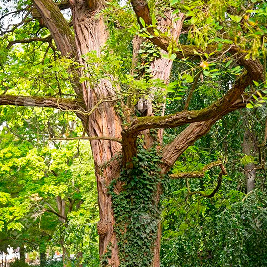 Acacia blanca - Robinia pseudoacacia - Imagen 3