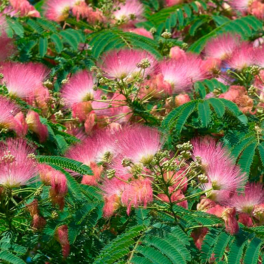 Acacia de Constantinopla - Albizia julibrissin - Imagen 3