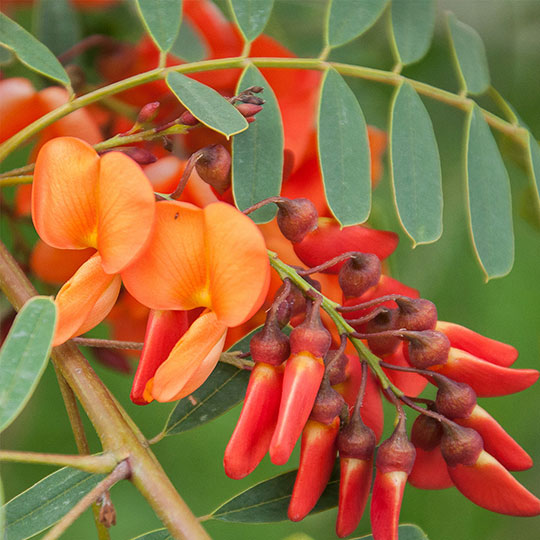 Acacia mansa - Imagen 2