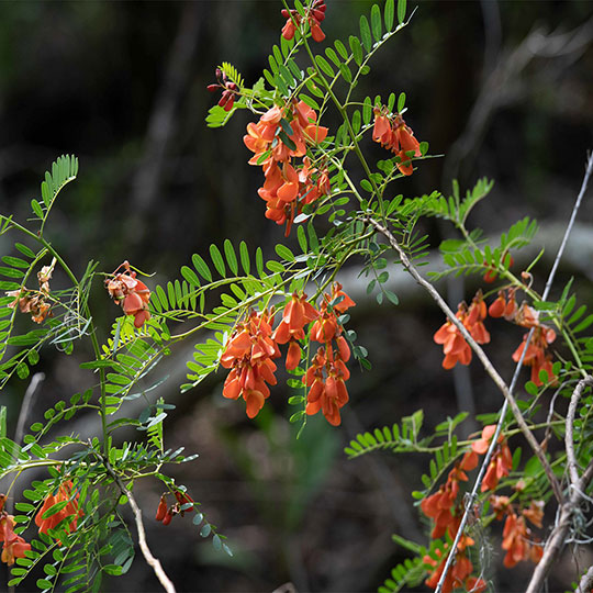 Acacia mansa - Imagen 3