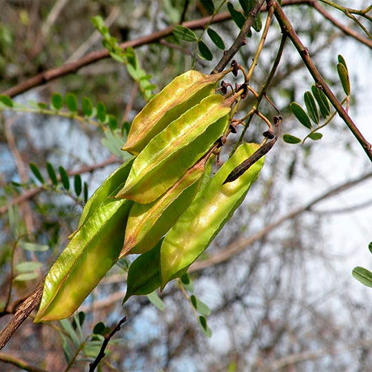 Acacia mansa - Imagen 4