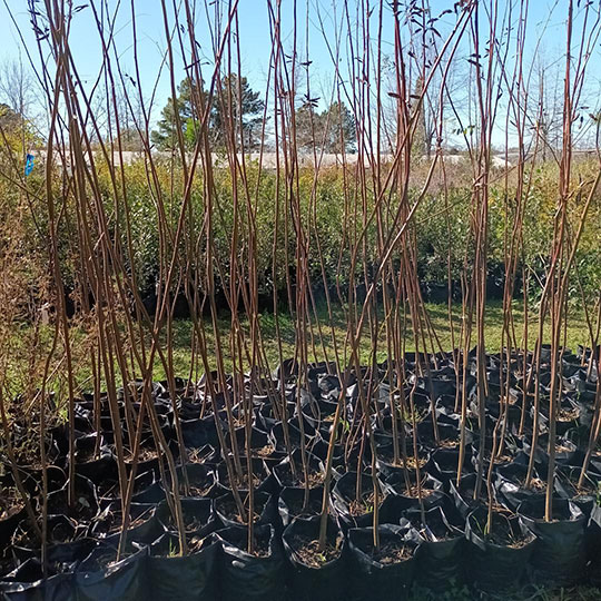 Acacia mansa - Imagen 5