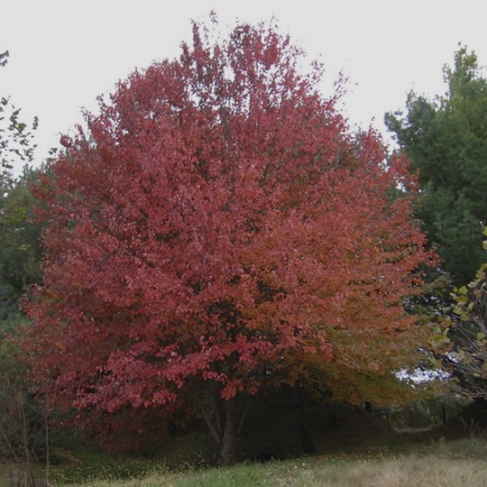 Acer buergerianum