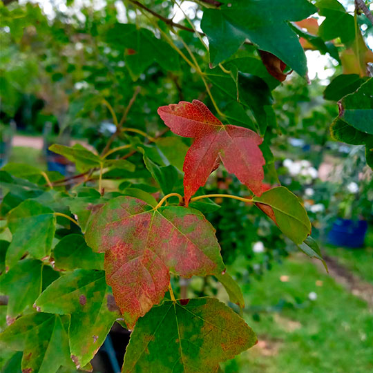 Acer buergerianum - Imagen 2