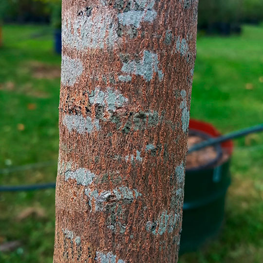 Acer buergerianum - Imagen 3