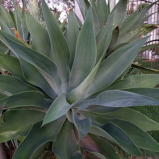 Agave attenuata