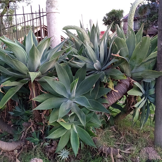 Agave attenuata - Imagen 2