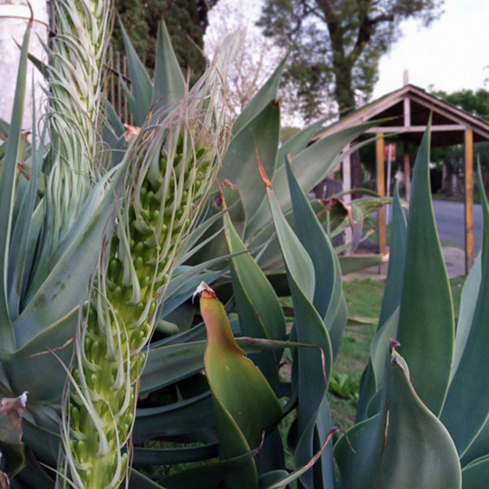 Agave attenuata - Imagen 3