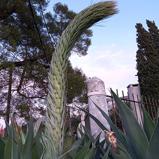 Agave attenuata - Imagen 4