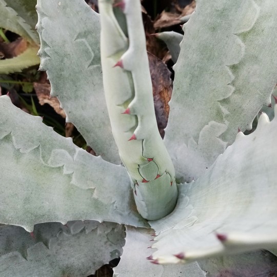 Agave azul o Pita - Agave americana