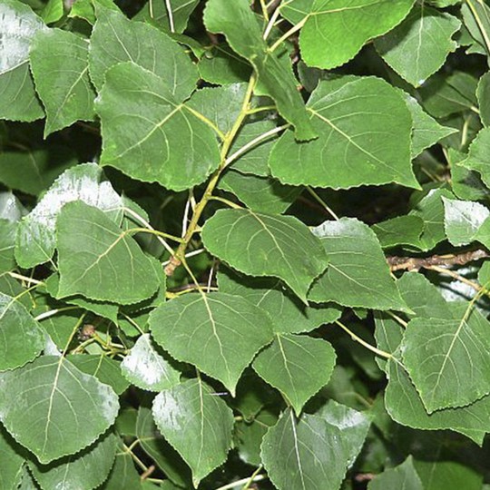 Álamo Carolino - Populus deltoides