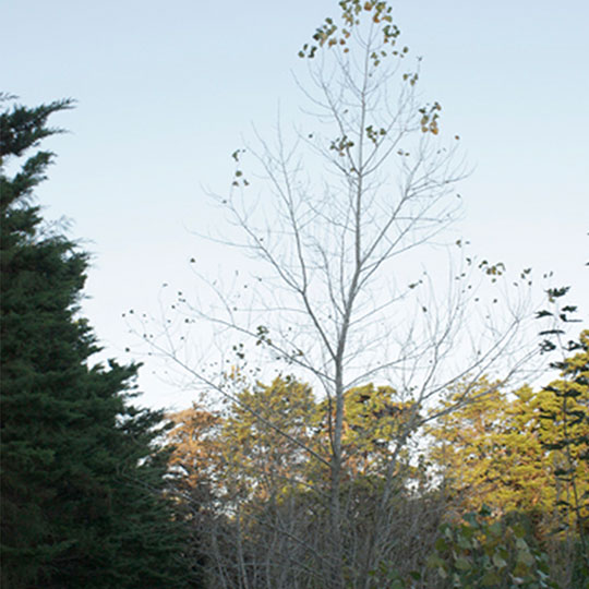 Álamo Carolino - Populus deltoides - Imagen 2