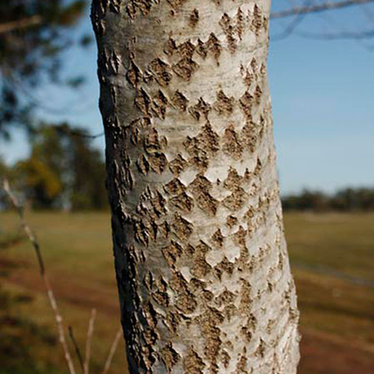 Álamo Carolino - Populus deltoides - Imagen 3
