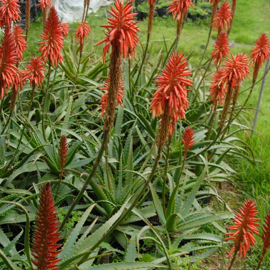 Aloe arborescens