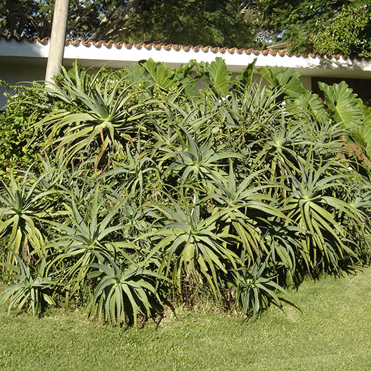 Aloe arborescens - Imagen 2