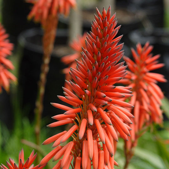Aloe arborescens - Imagen 3