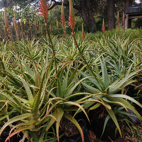 Aloe arborescens - Imagen 4
