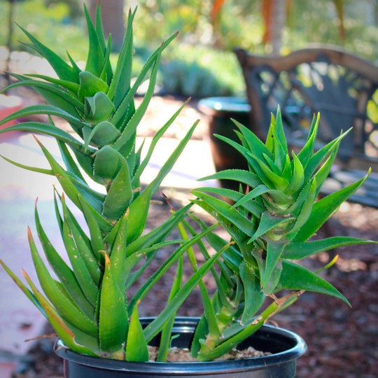 Aloe flor naranja - Aloe ciliaris