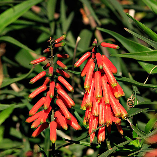 Aloe flor naranja - Aloe ciliaris - Imagen 2