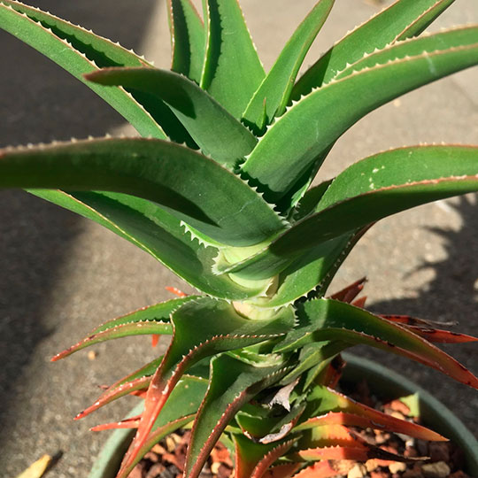 Aloe flor naranja - Aloe ciliaris - Imagen 3