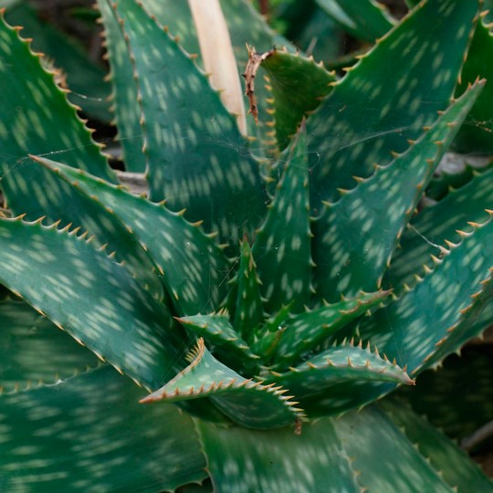 Aloe maculata
