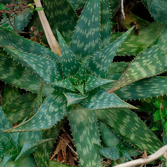 Aloe maculata - Imagen 2