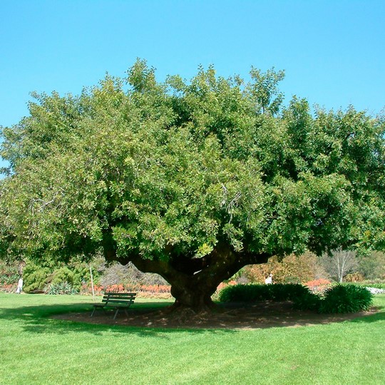 Anacahuita paraguaya - Schinus terebinthifolius