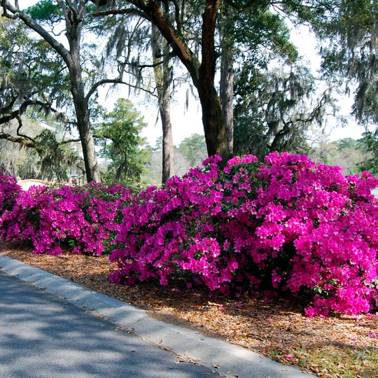 Azalea - Azalea indica