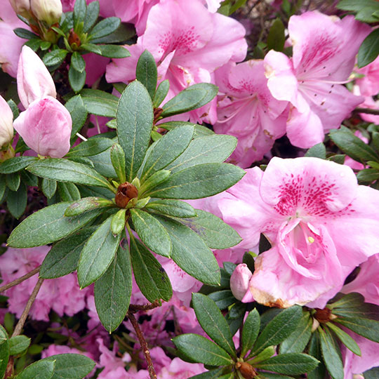 Azalea - Azalea indica - Imagen 6