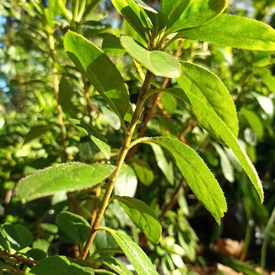 Azalea - Azalea indica - Imagen 5