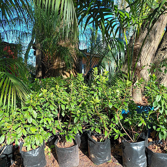 Azalea - Azalea indica - Imagen 4