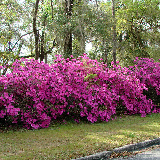Azalea - Azalea indica - Imagen 3