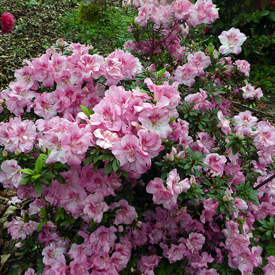 Azalea - Azalea indica - Imagen 2