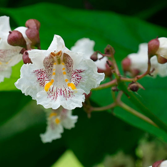 Catalpa - Imagen 5