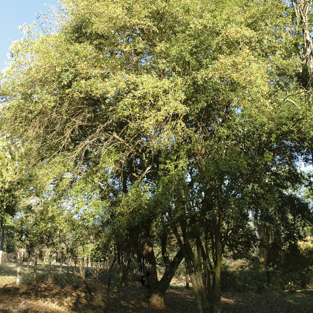 Cereza de río grande - Eugenia involucrata - Imagen 3