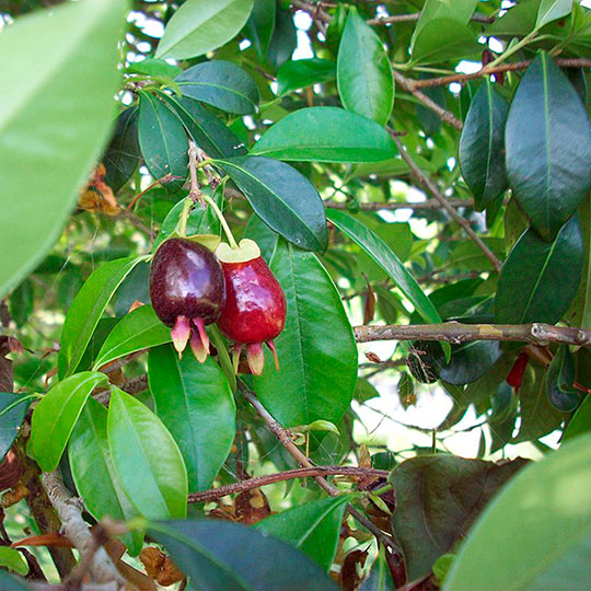 Cereza de río grande - Eugenia involucrata - Imagen 2