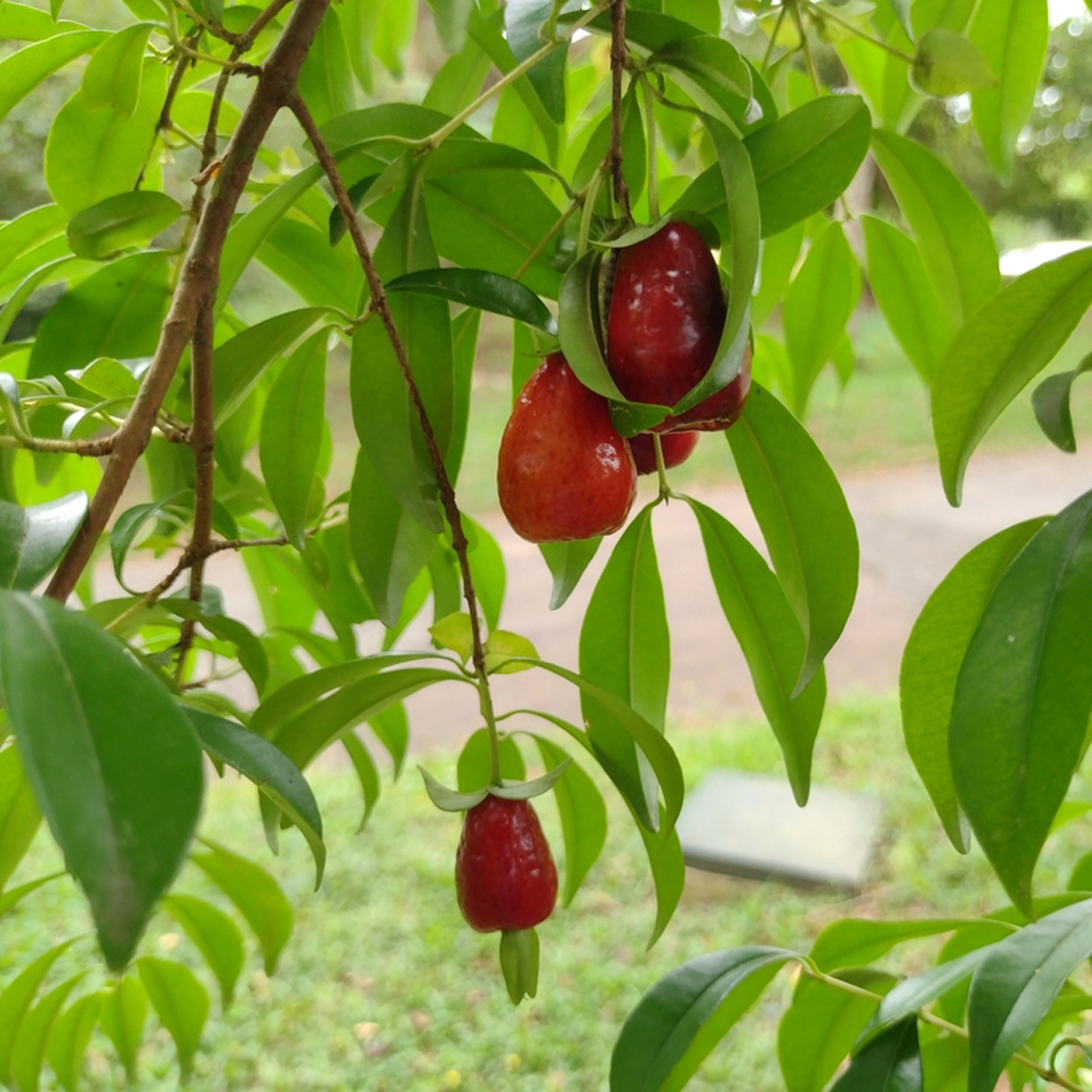 Cereza de río grande - Eugenia involucrata