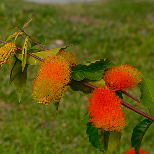 Combretum - Imagen 2