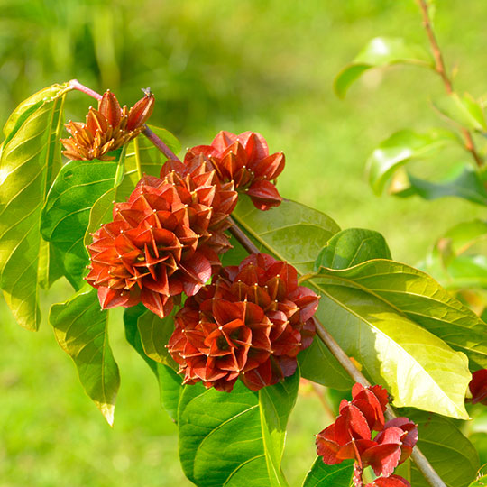 Combretum - Imagen 3