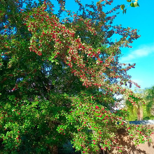 Crataegus carrieri
