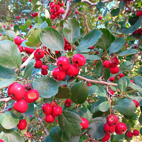 Crataegus carrieri - Imagen 2