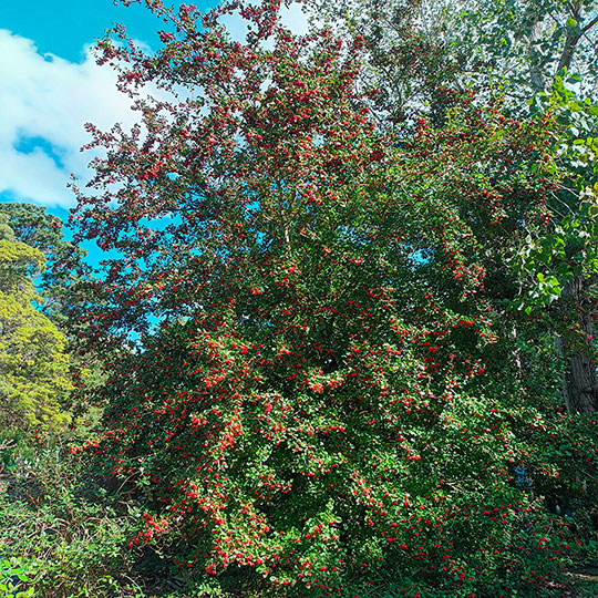Crataegus carrieri - Imagen 3